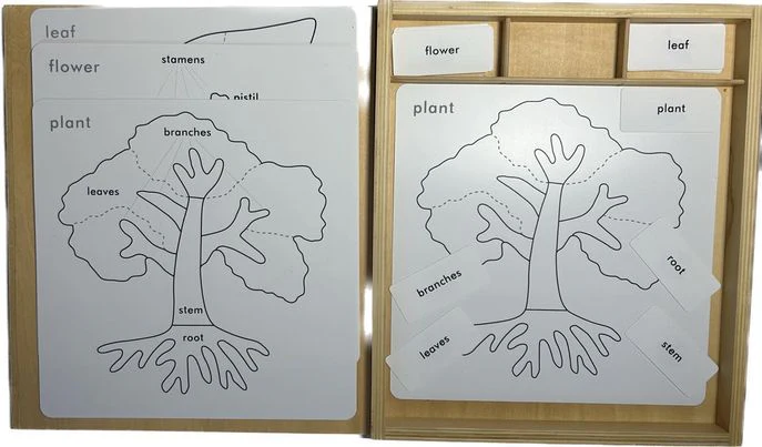 Ensemble de cartes pour une initiation par le jeu à la botanique MONTESSORI – Image 3